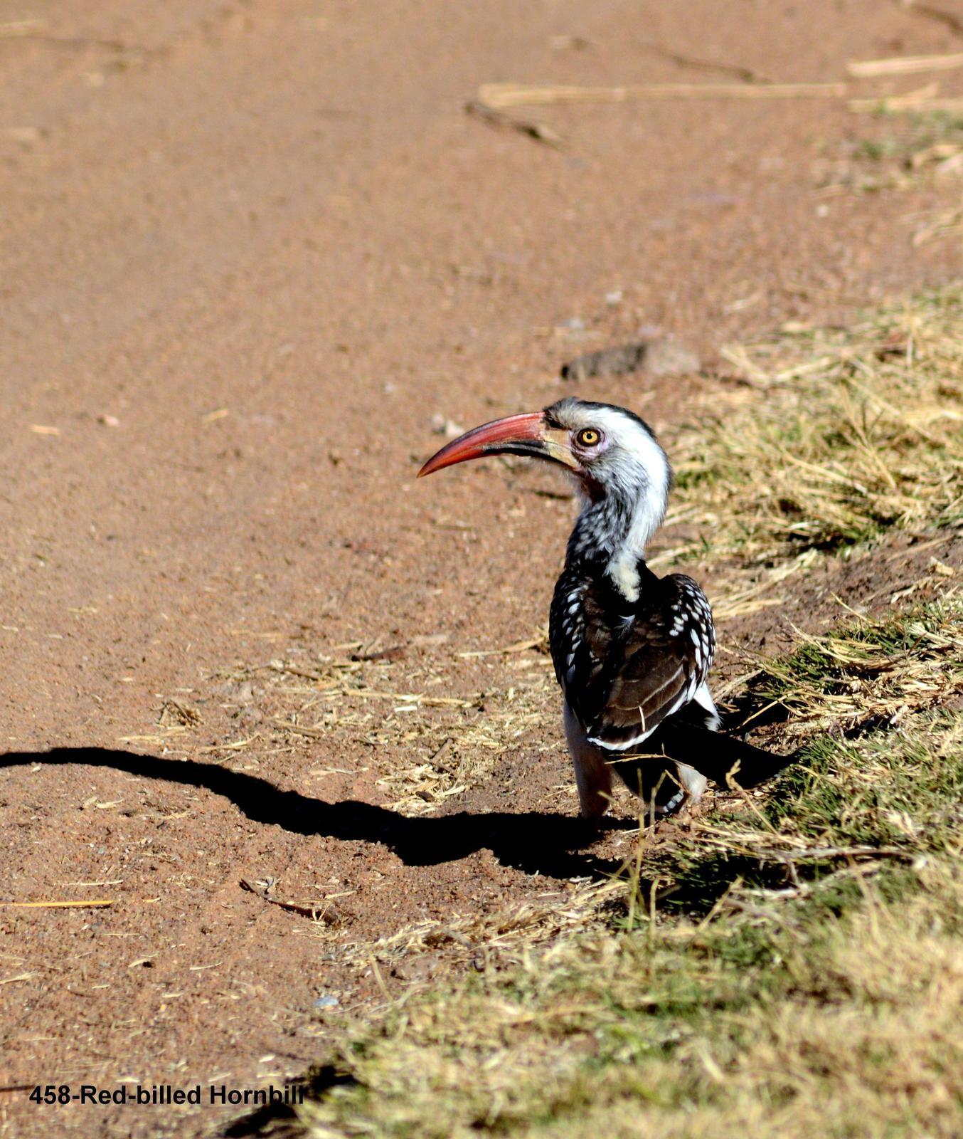 Southern Red-billed Hornbill Photo by Richard  Lowe