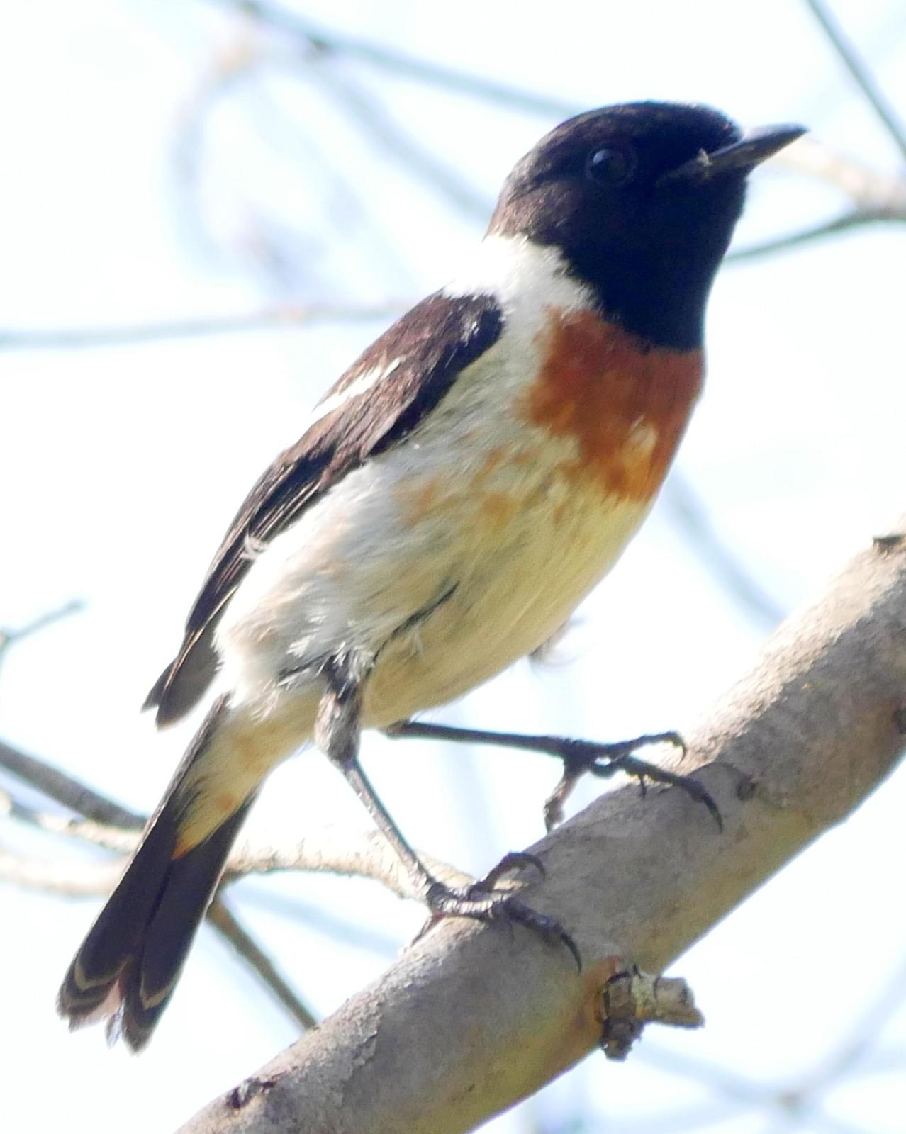 African Stonechat (Madagascar) Photo by Peter Lowe