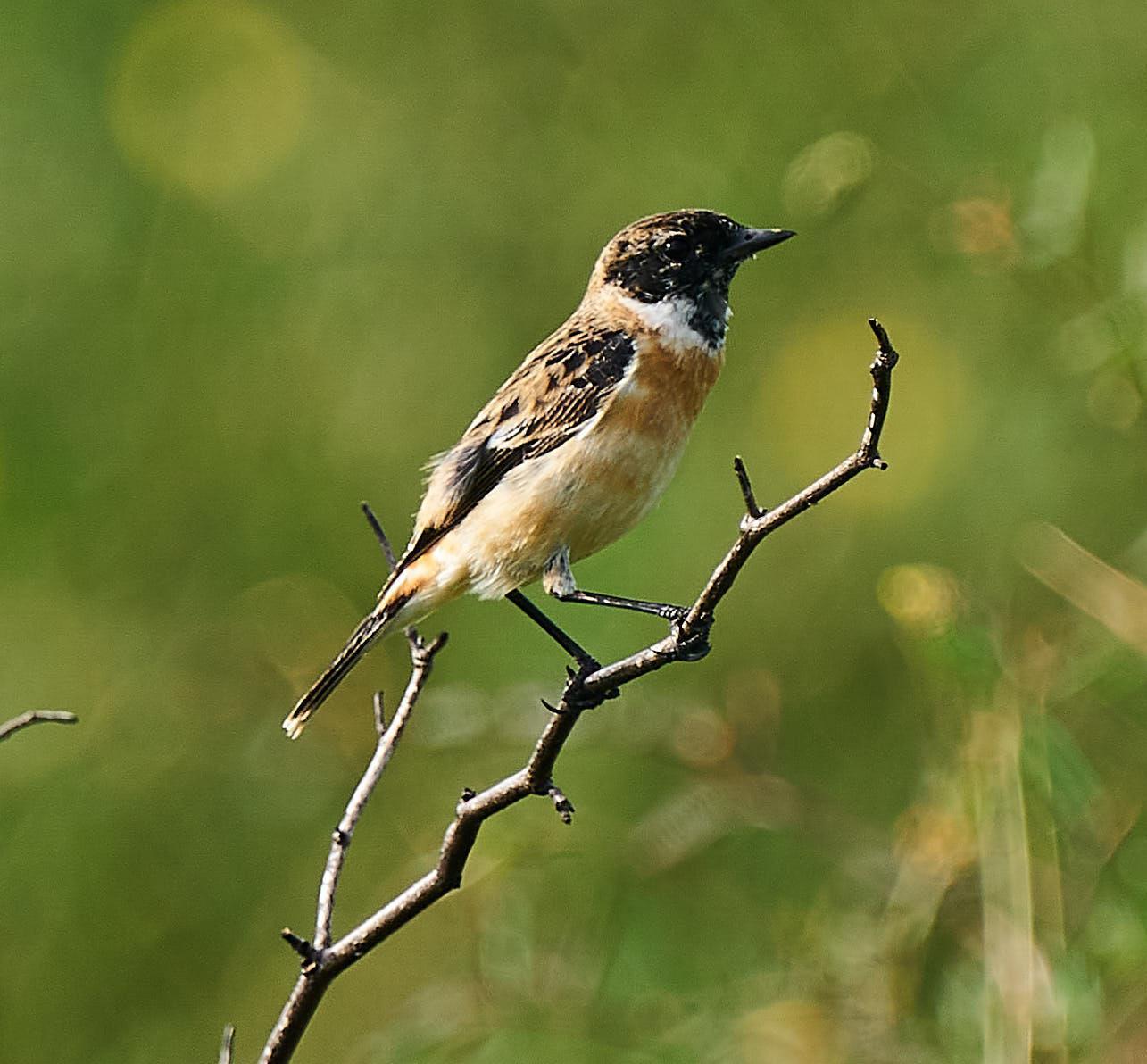 Siberian Stonechat (Stejneger's) Photo by Steven Cheong