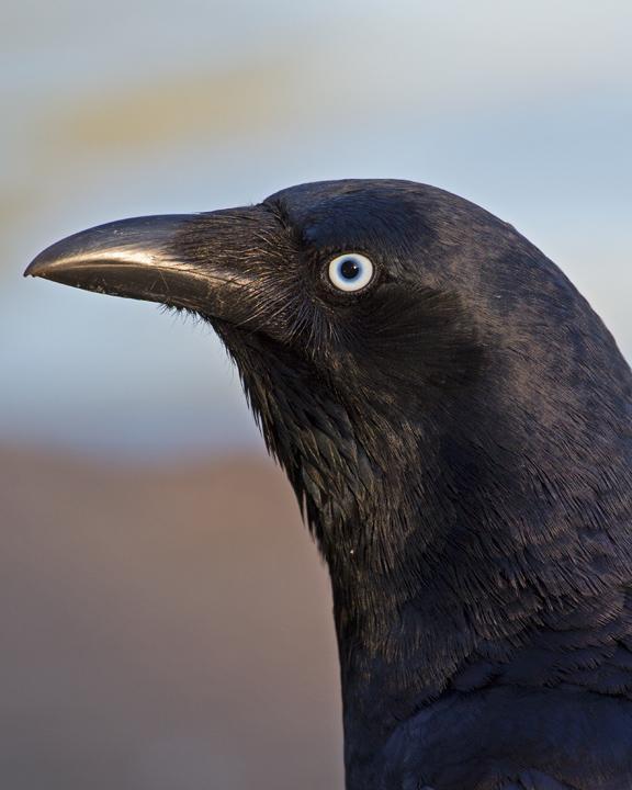 Torresian Crow Photo by Mat Gilfedder