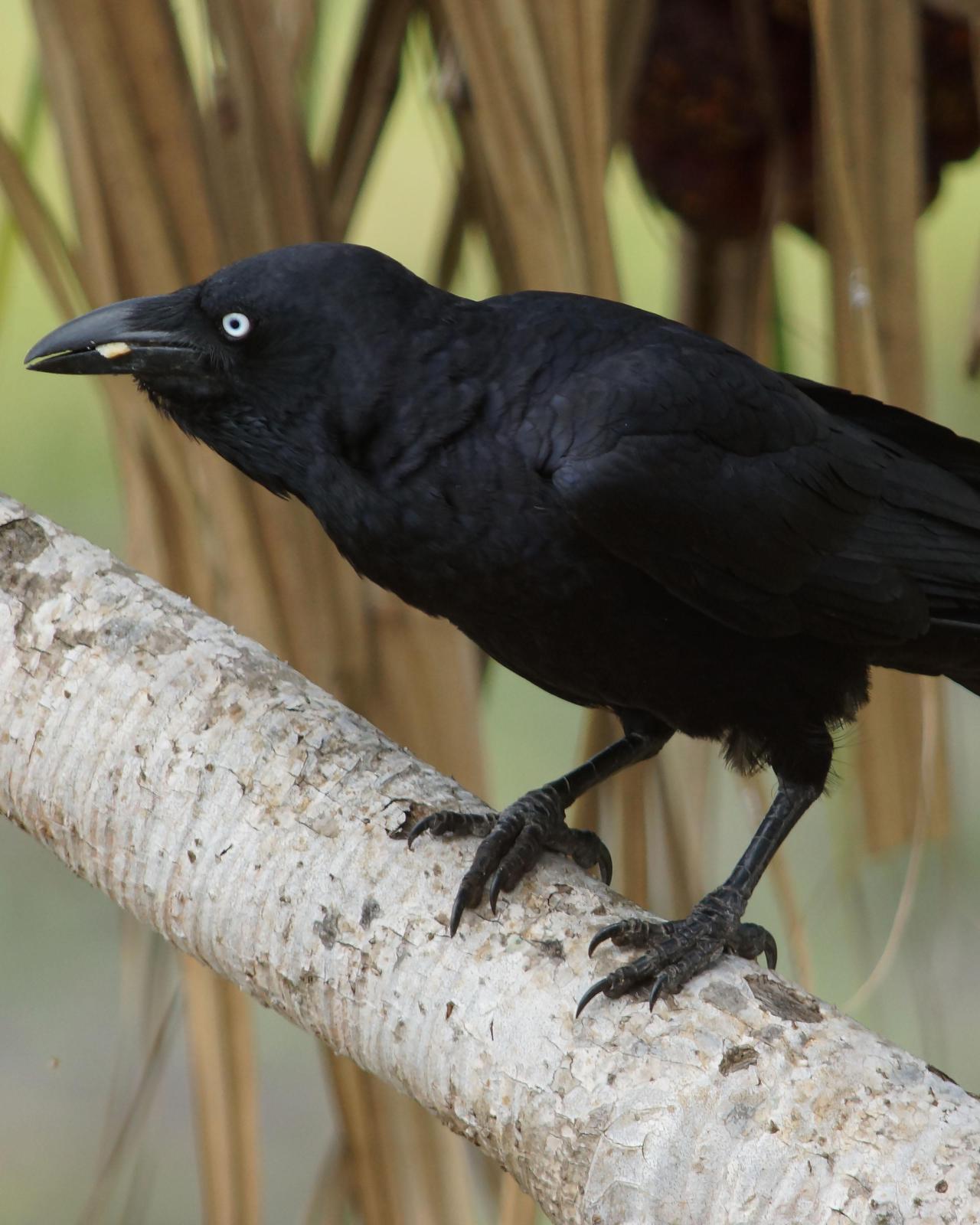Torresian Crow Photo by Steve Percival