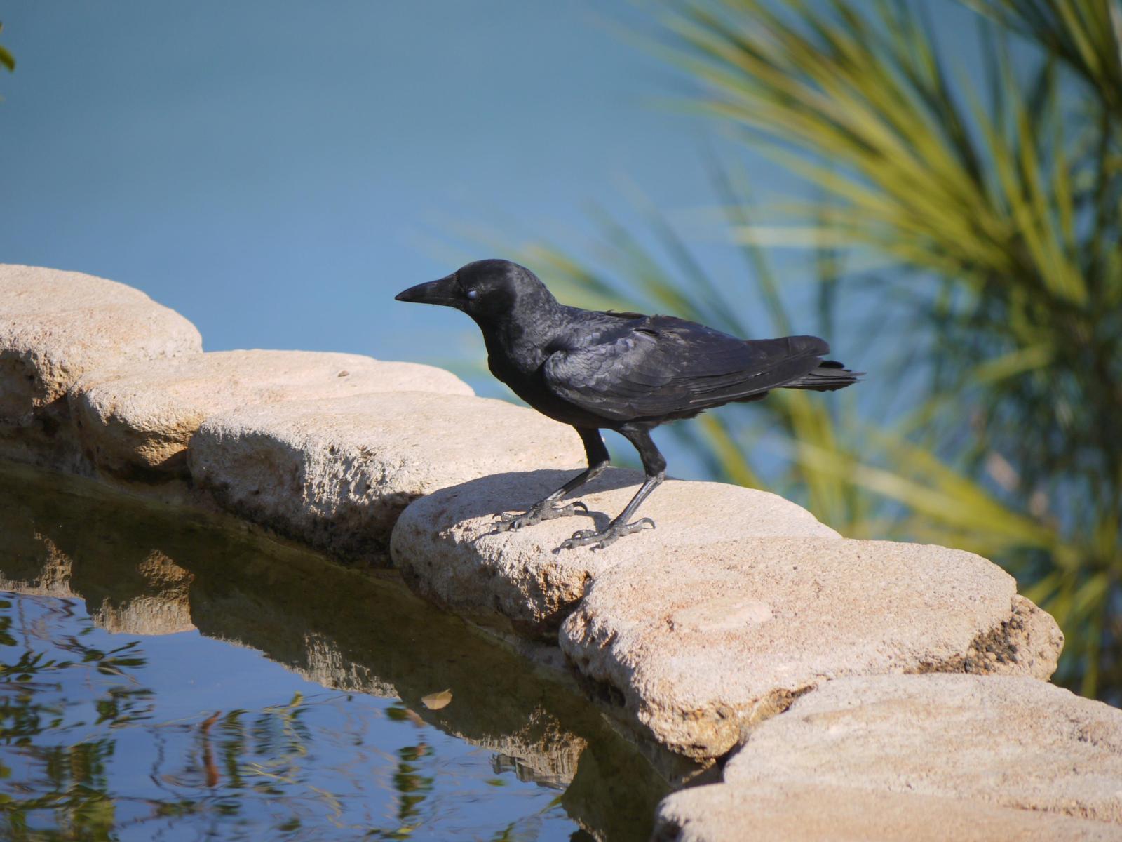 Torresian Crow Photo by Peter Lowe