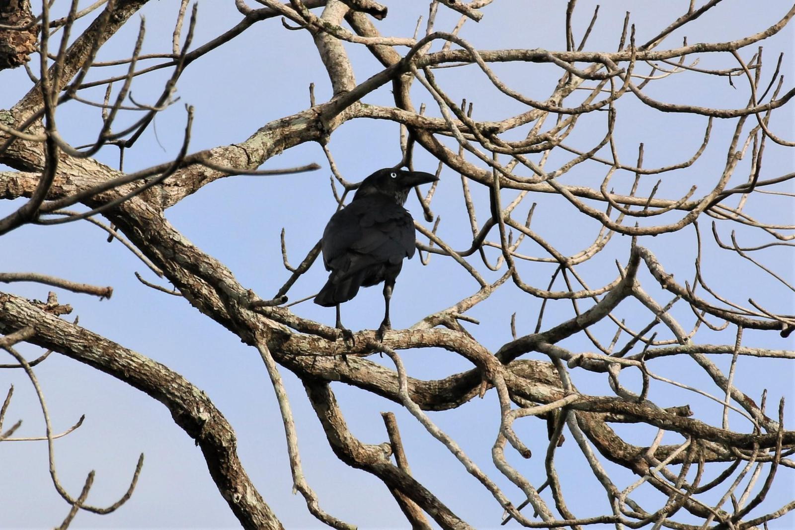 Torresian Crow Photo by Richard Jeffers
