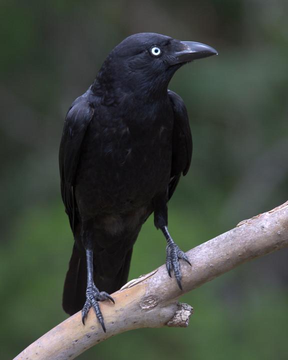 Torresian Crow Photo by Mat Gilfedder