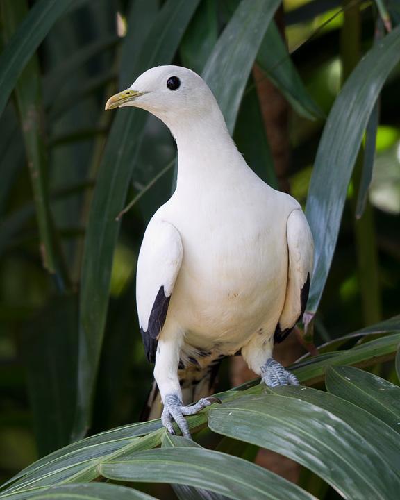 Torresian Imperial-Pigeon Photo by Mat Gilfedder