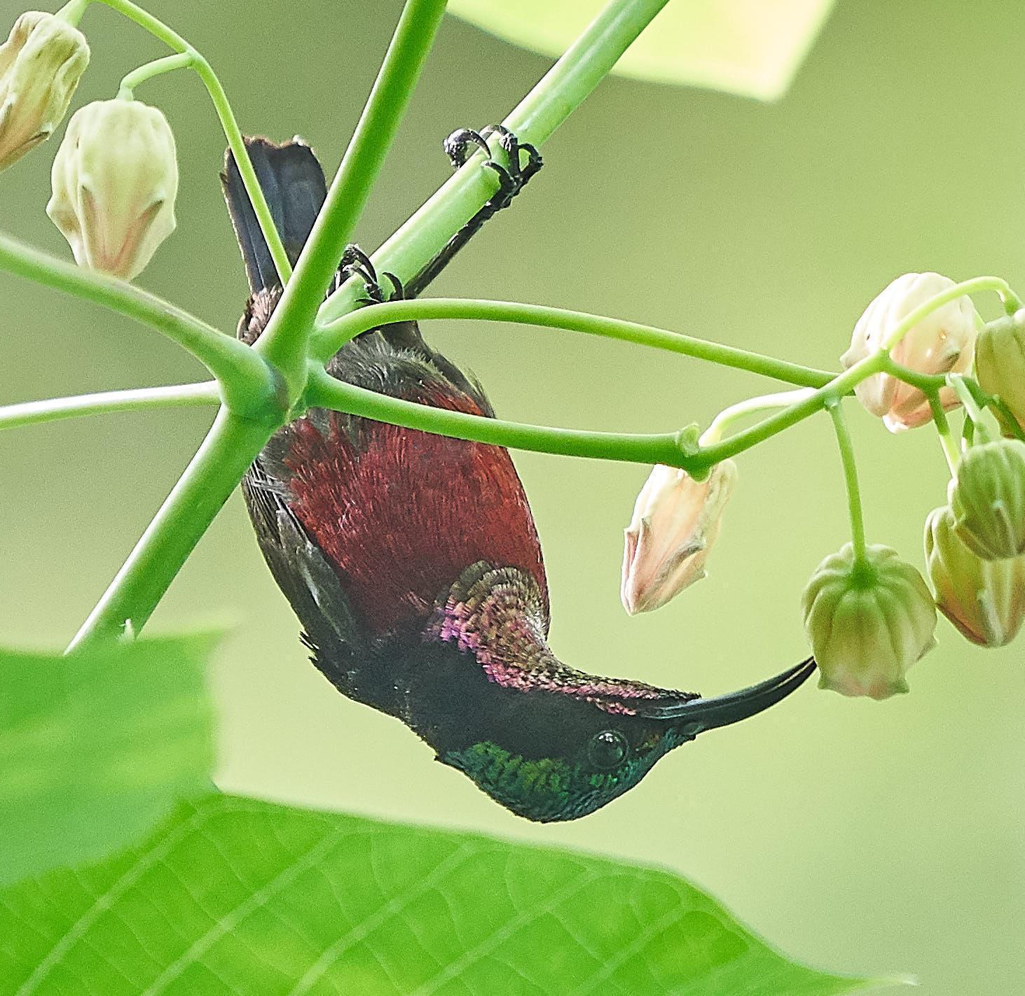 Van Hasselt's Sunbird Photo by Steven Cheong