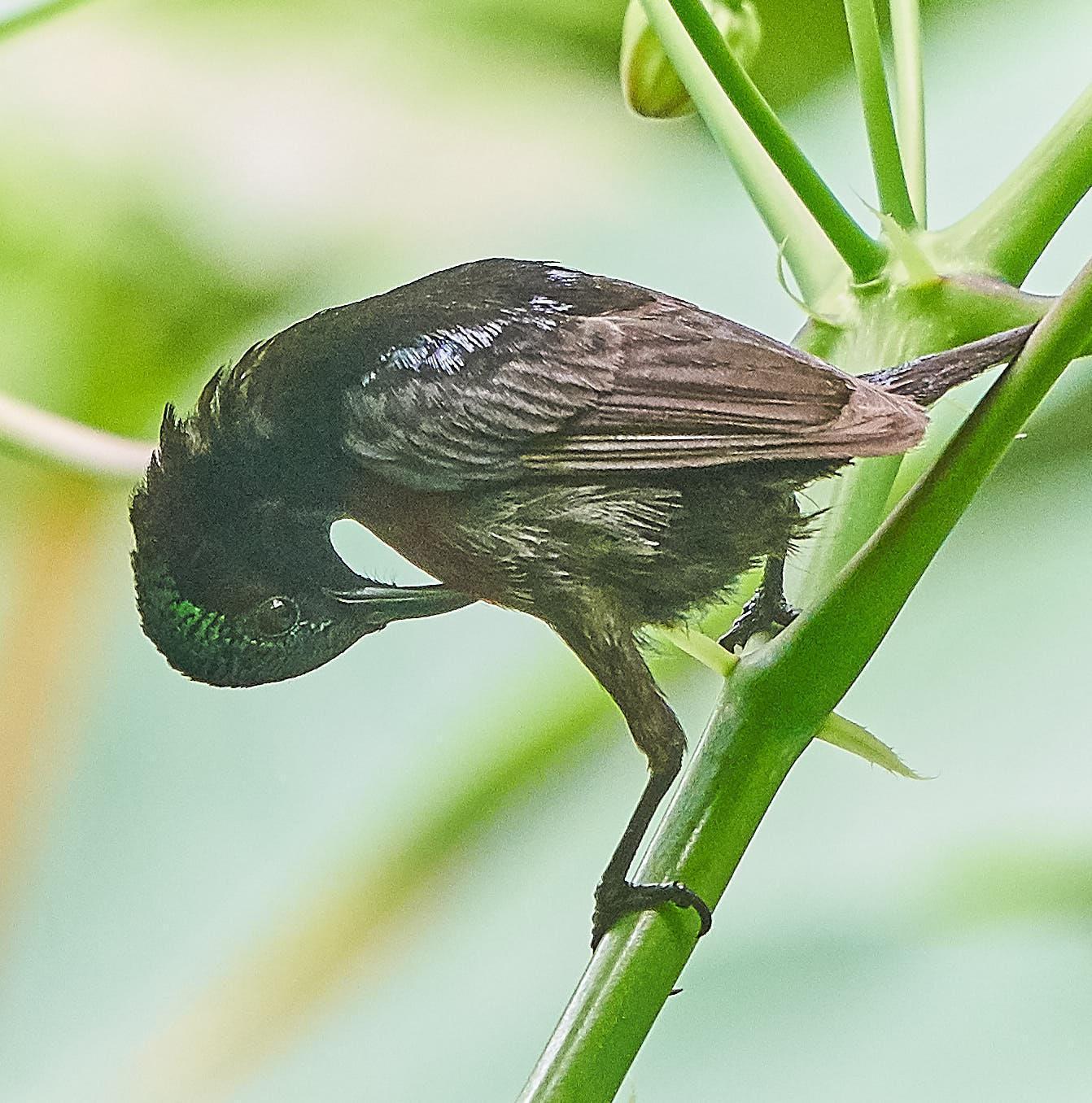 Van Hasselt's Sunbird Photo by Steven Cheong