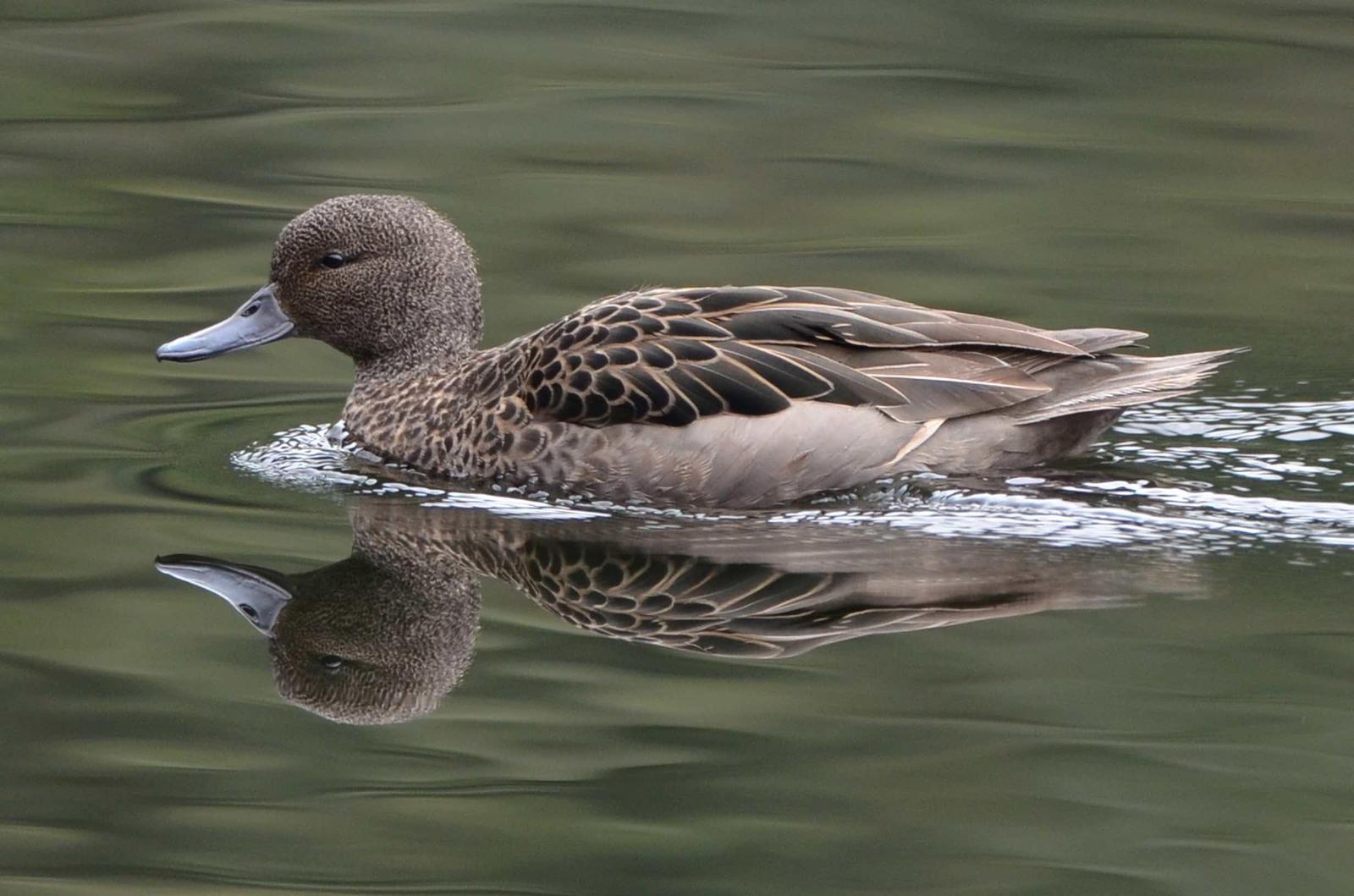 Andean Teal (Andean) Photo by Andrew Pittman