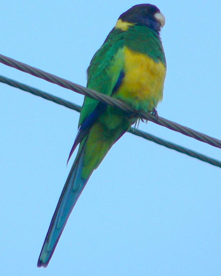 Australian Ringneck (Port Lincoln) Photo by Peter Lowe