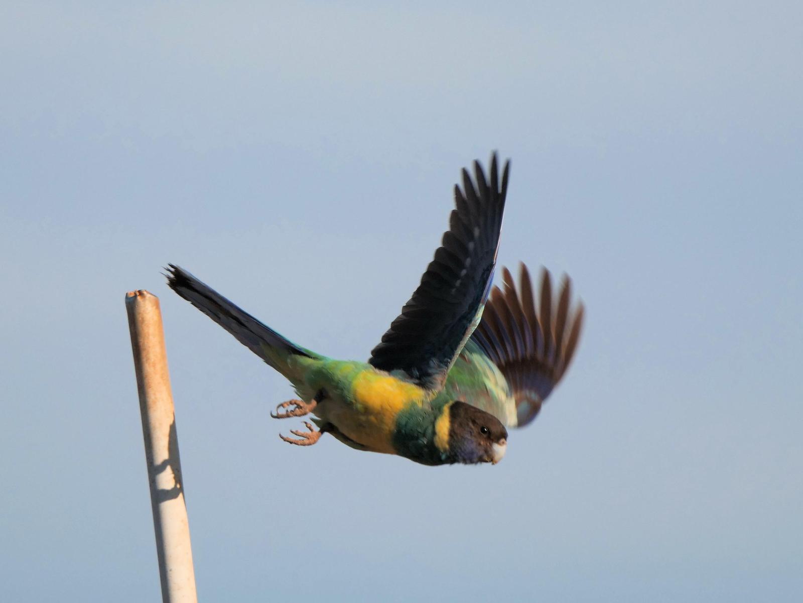 Australian Ringneck (Port Lincoln) Photo by Peter Lowe