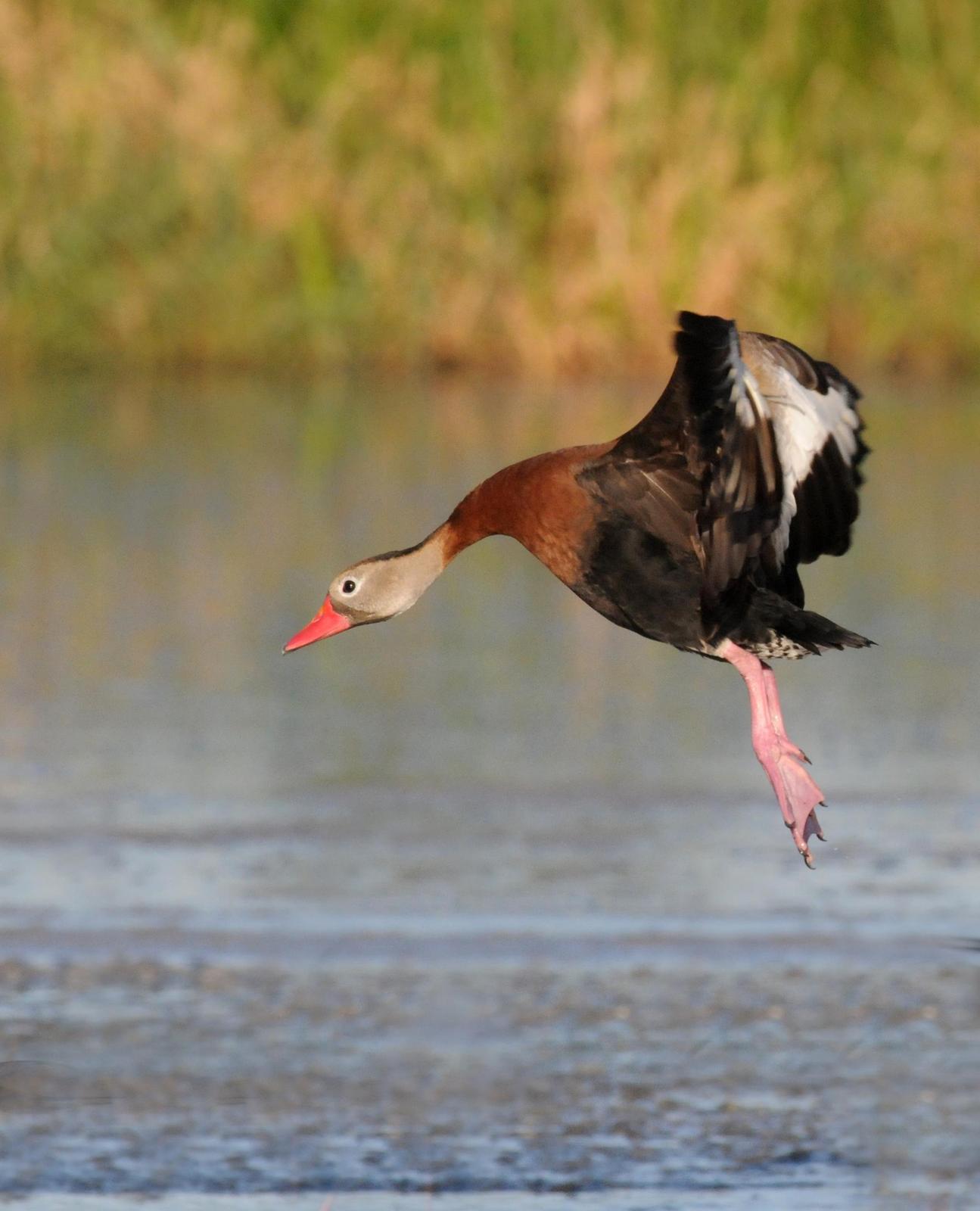 Black-bellied Whistling-Duck (fulgens) Photo by Steven Mlodinow