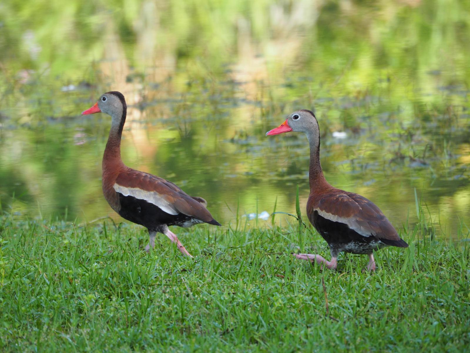 Black-bellied Whistling-Duck (fulgens) Photo by Colin Hill