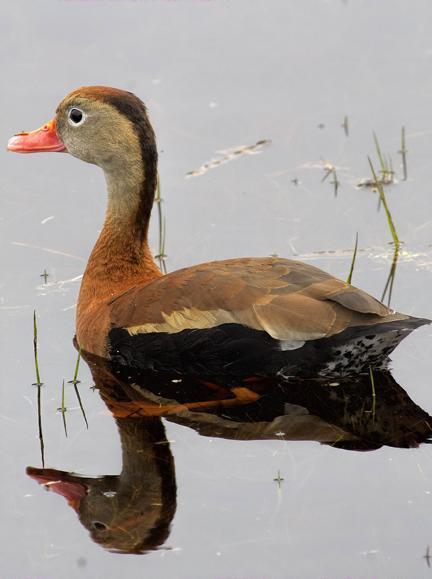 Black-bellied Whistling-Duck (fulgens) Photo by Dan Tallman