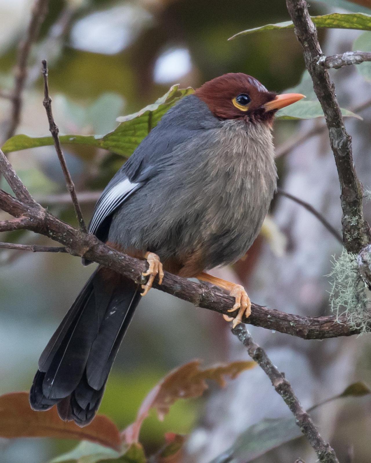 Chestnut-hooded Laughingthrush Photo by Robert Lewis