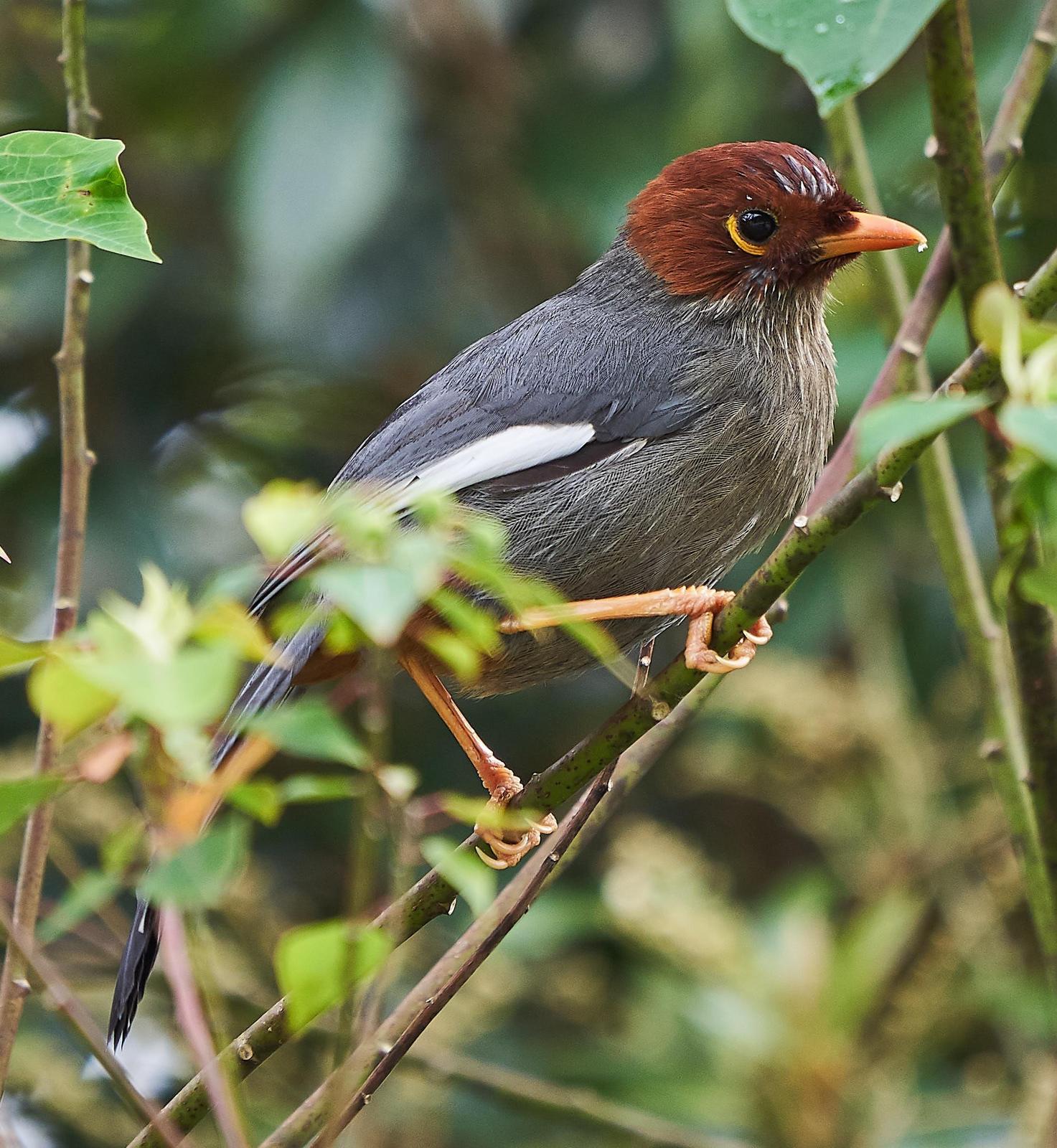 Chestnut-hooded Laughingthrush Photo by Steven Cheong