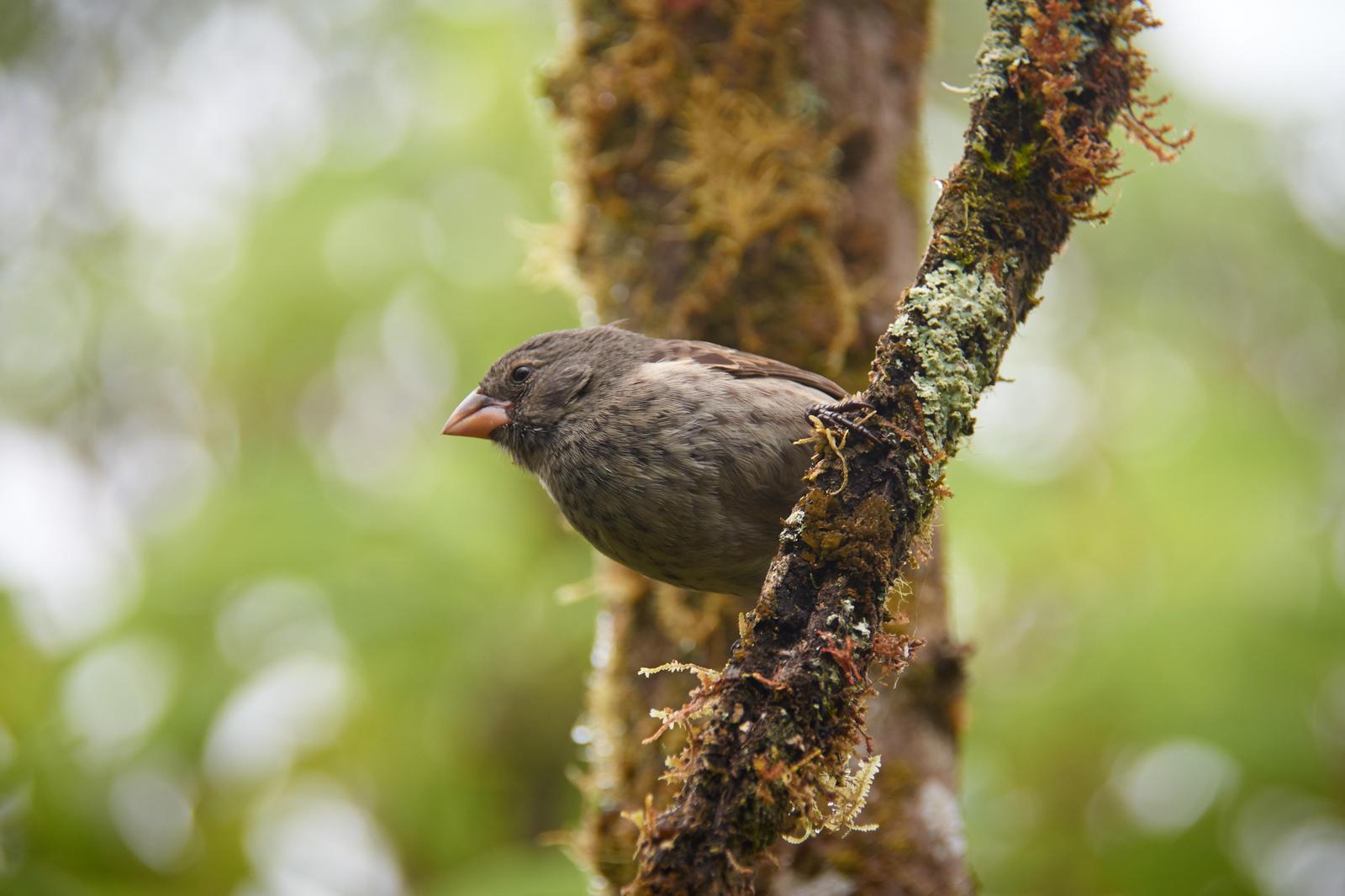 galapagos finch sp. Photo by Emilie Haynes
