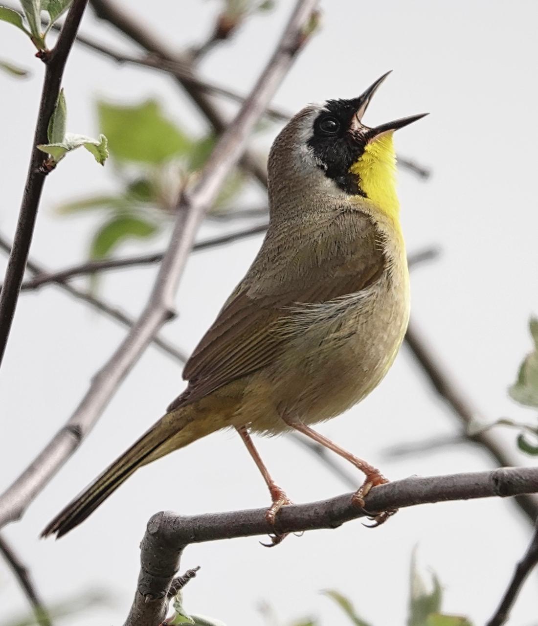 Common Yellowthroat (arizela Group) Photo by Brian Avent