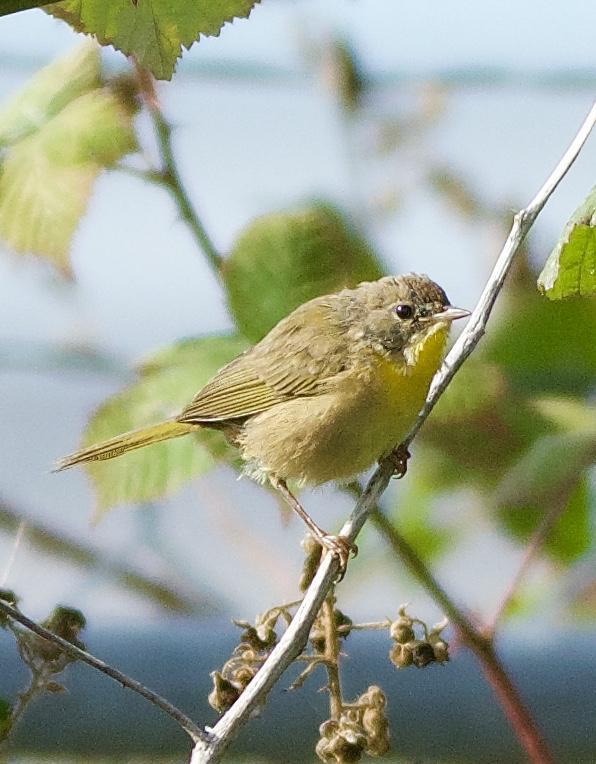 Common Yellowthroat (arizela Group) Photo by Brian Avent