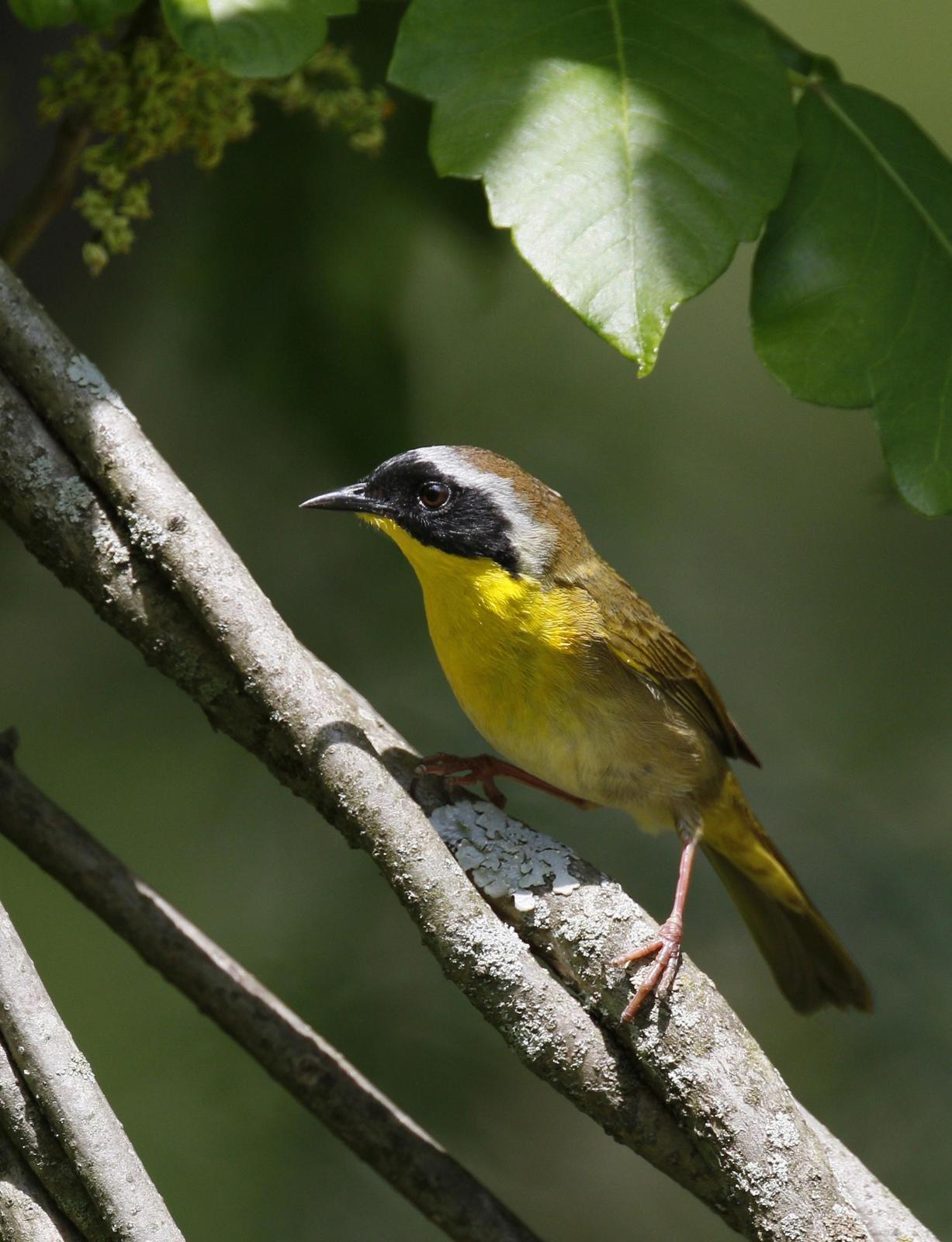 Common Yellowthroat (trichas Group) Photo by Emily Willoughby