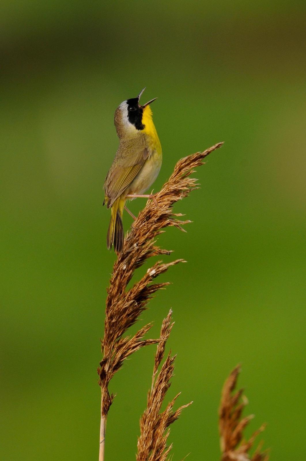 Common Yellowthroat (trichas Group) Photo by Tom Ford-Hutchinson