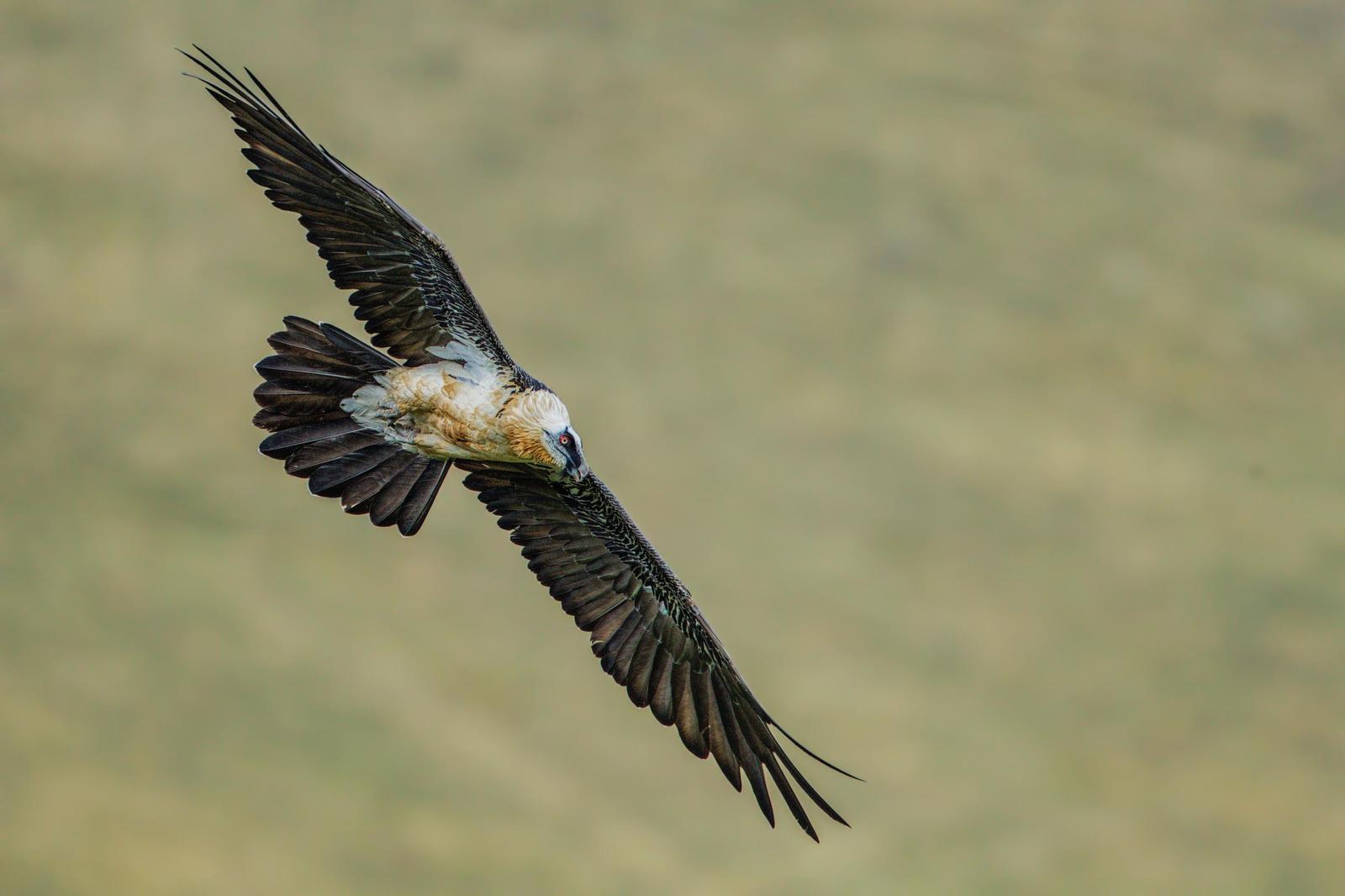 Bearded Vulture (Eurasian) Photo by Jeff Schwilk