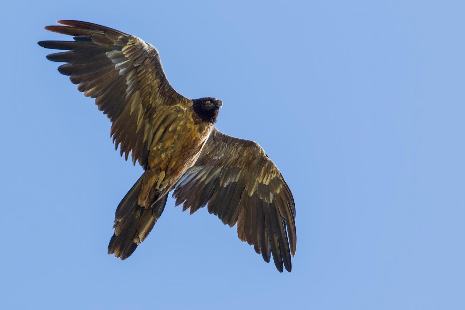 Bearded Vulture (Eurasian) Photo by Jeff Schwilk