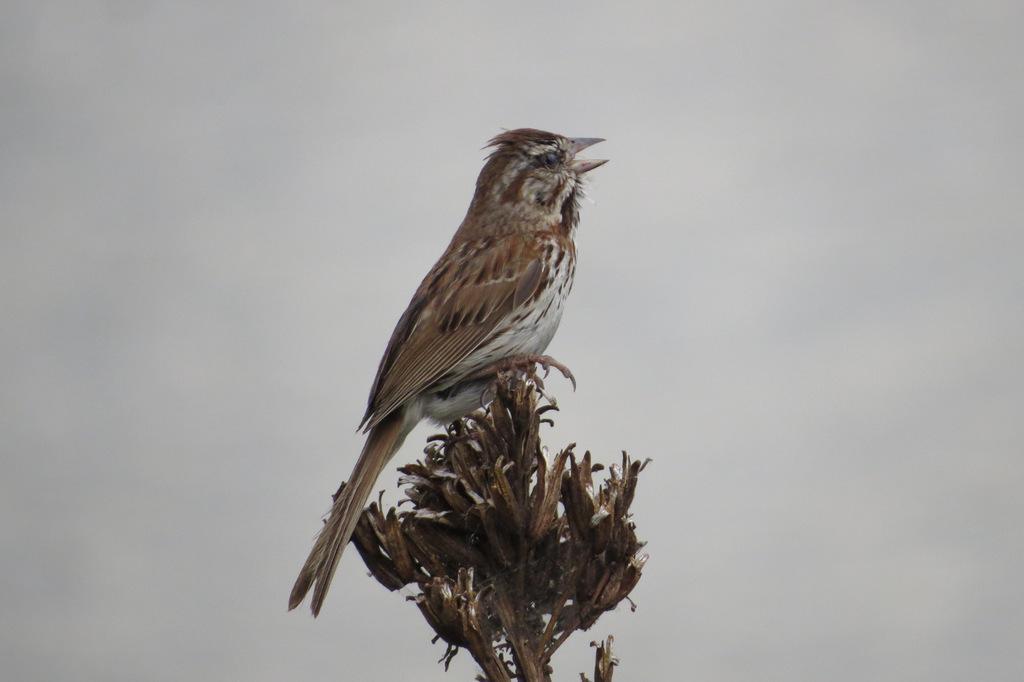 Song Sparrow (melodia/atlantica) Photo by Jeff Harding
