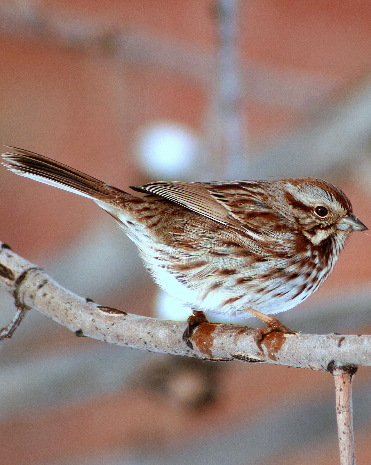 Song Sparrow (melodia/atlantica) Photo by Evan Carlson