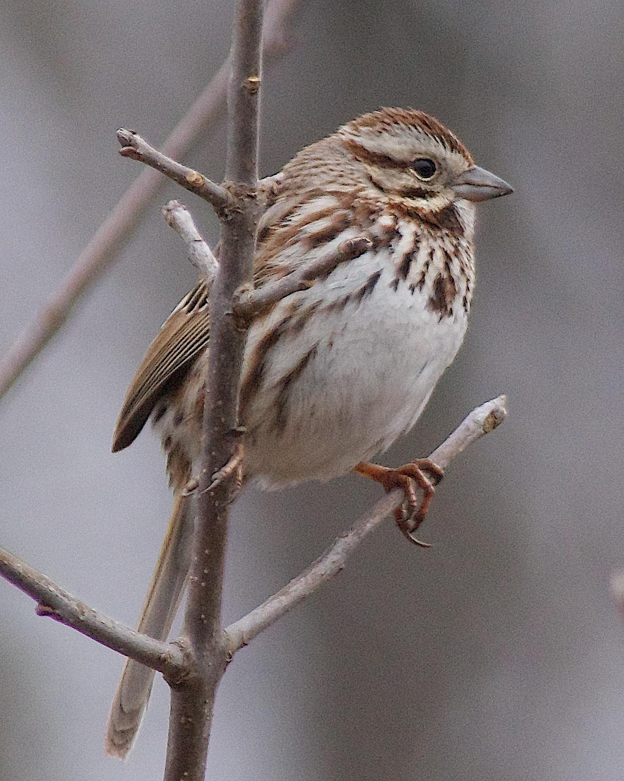 Song Sparrow (melodia/atlantica) Photo by Gerald Hoekstra