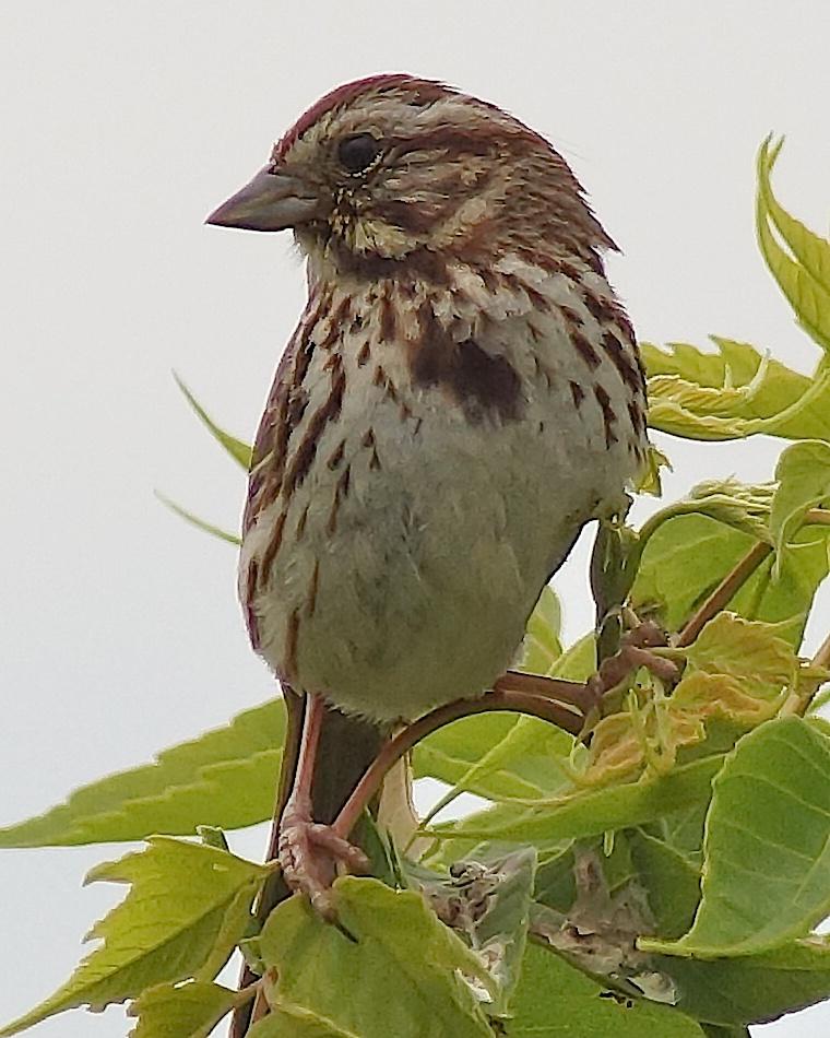 Song Sparrow (melodia/atlantica) Photo by Gerald Hoekstra