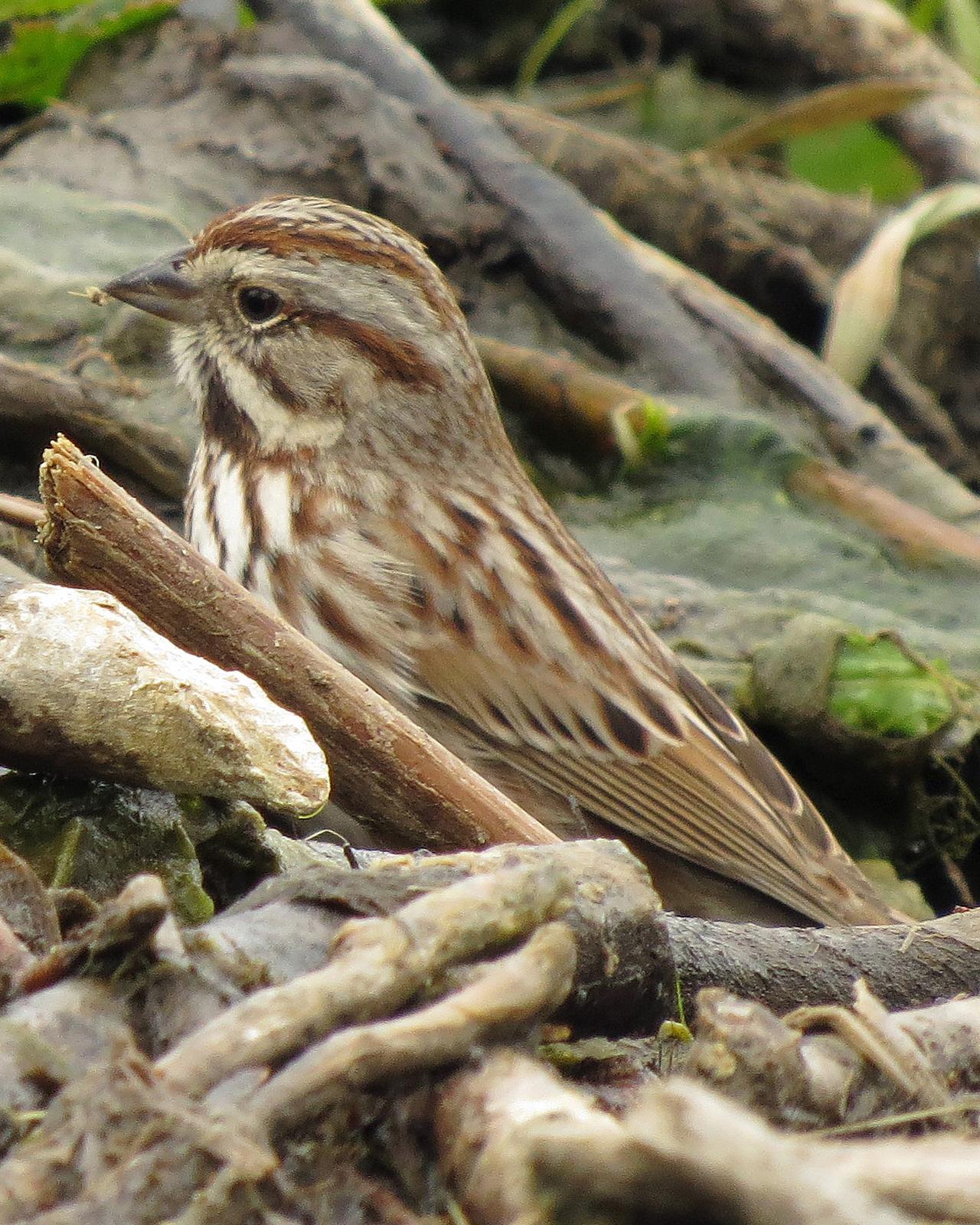 Song Sparrow (melodia/atlantica) Photo by Kelly Preheim