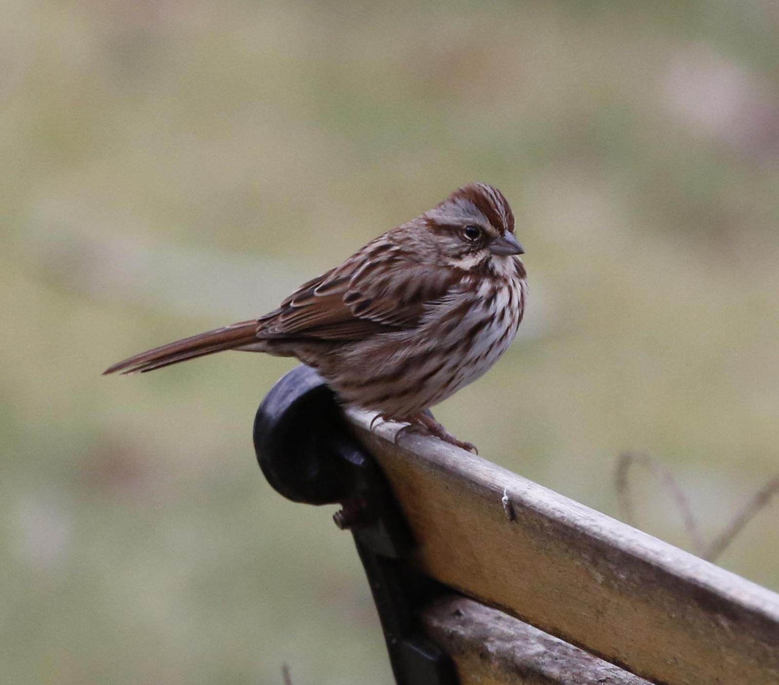 Song Sparrow (melodia/atlantica) Photo by Kim Beard