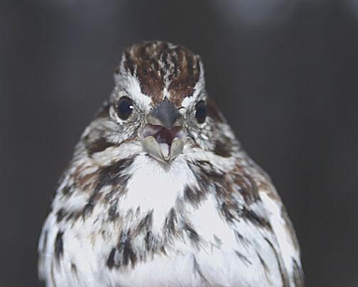 Song Sparrow (melodia/atlantica) Photo by Dan Tallman