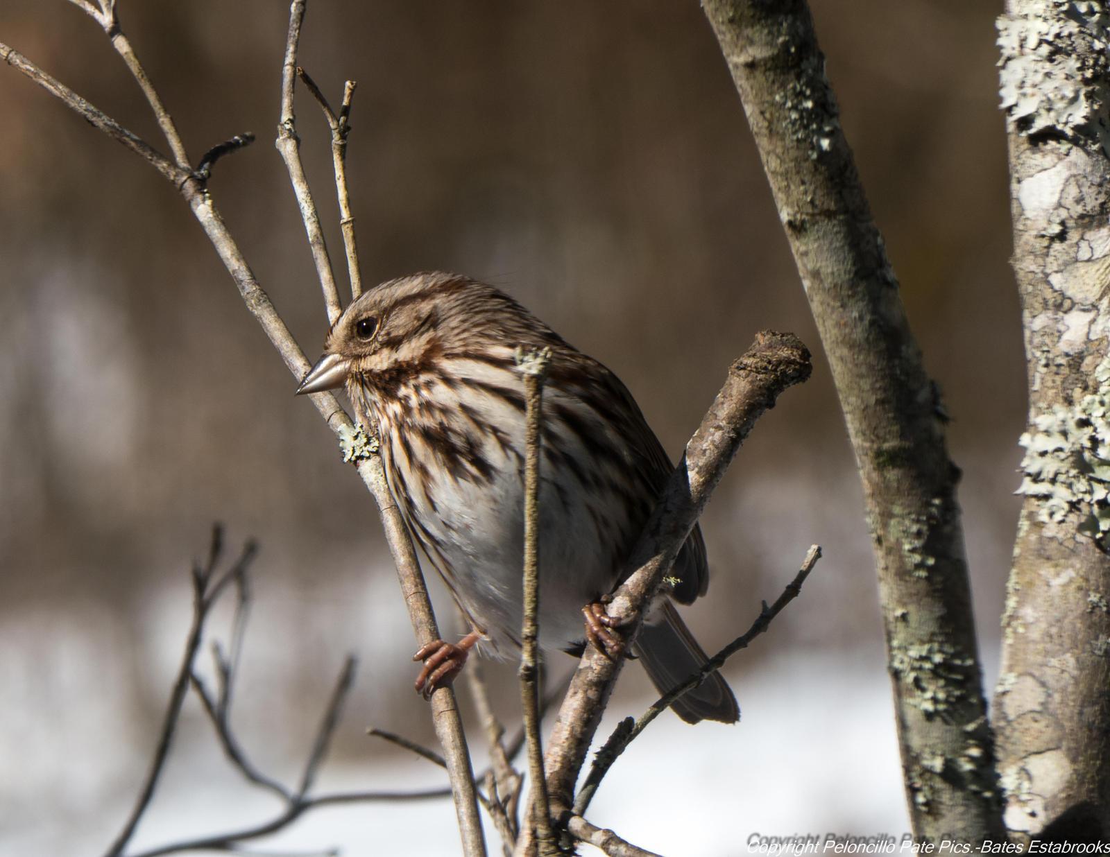 Song Sparrow (melodia/atlantica) Photo by Bates Estabrooks
