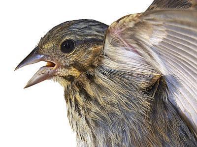 Song Sparrow (melodia/atlantica) Photo by Dan Tallman