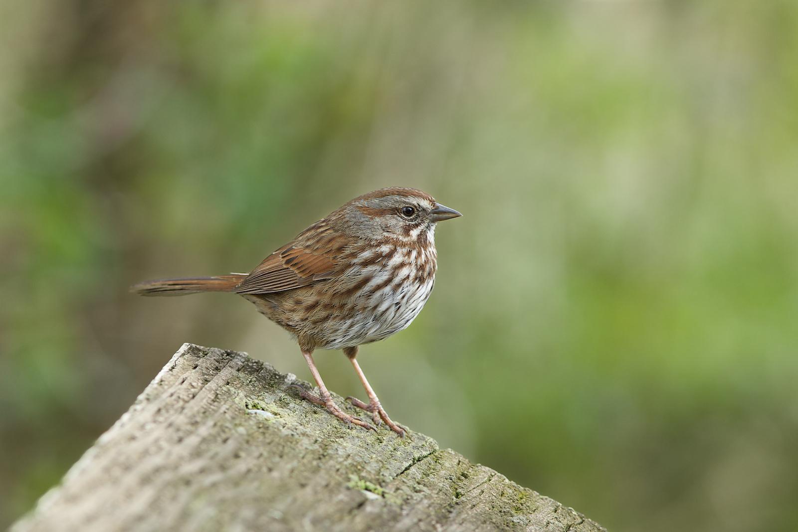 Song Sparrow (rufina Group) Photo by Robin Horn