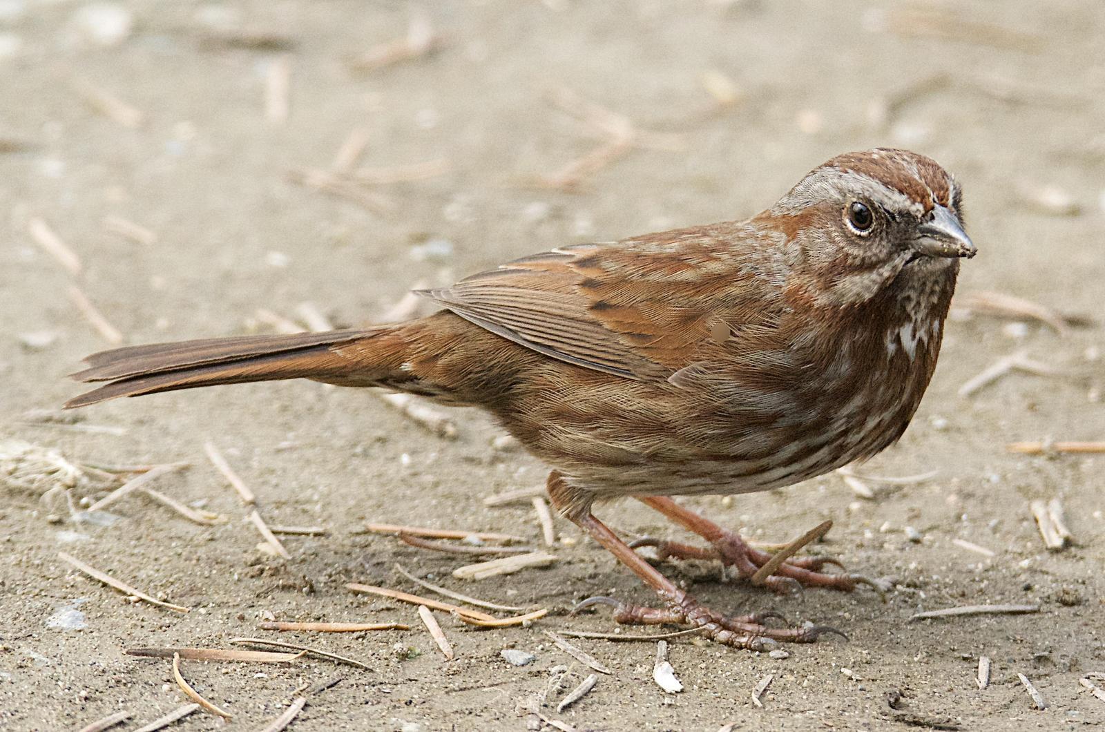 Song Sparrow (rufina Group) Photo by Brian Avent
