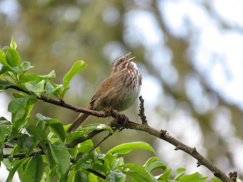 Song Sparrow (rufina Group) Photo by Jeff Harding