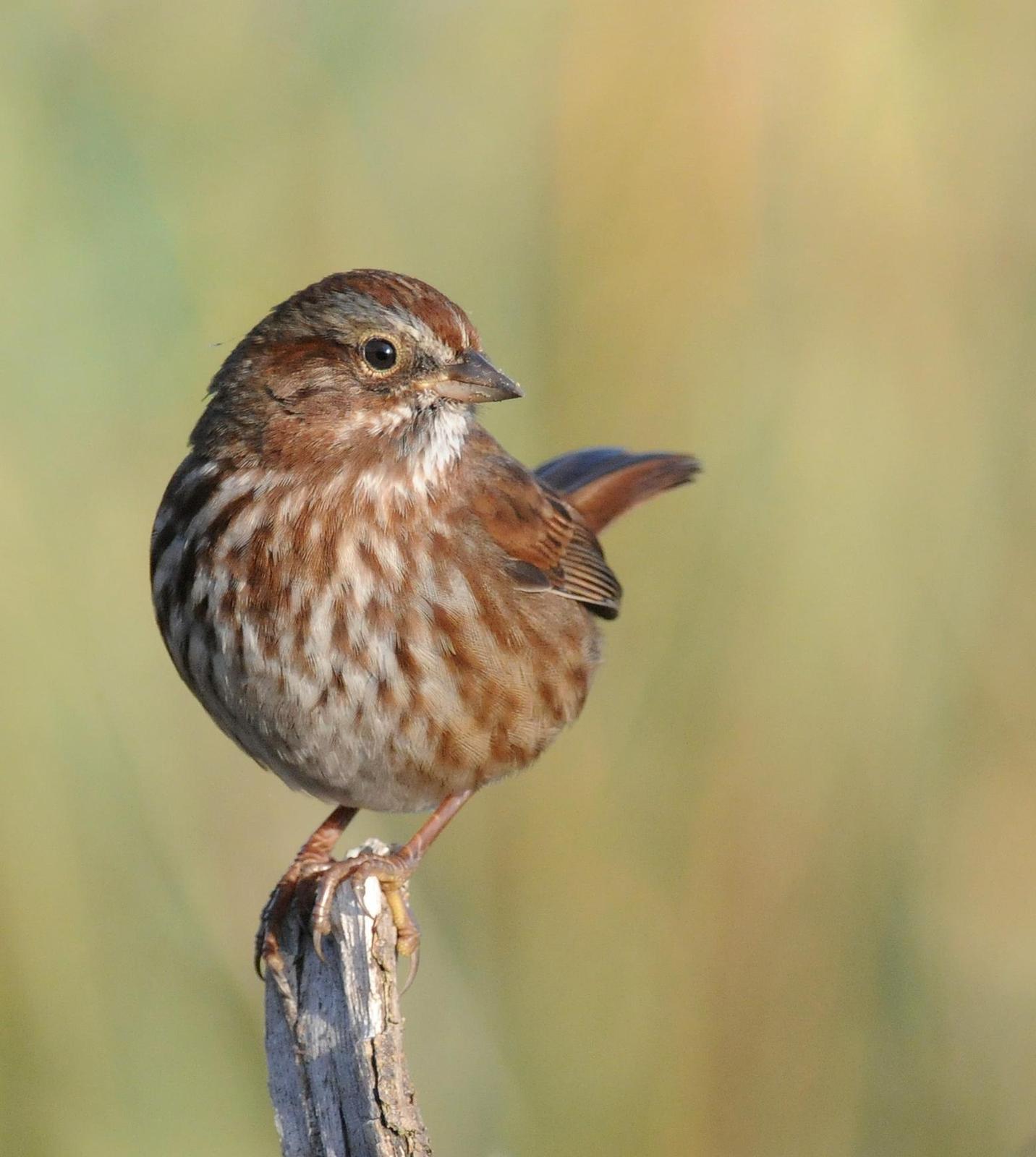 Song Sparrow (rufina Group) Photo by Steven Mlodinow