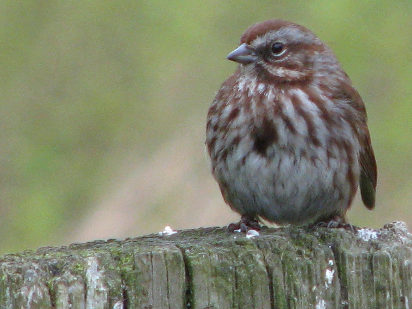 Song Sparrow (rufina Group) Photo by Ted Goshulak