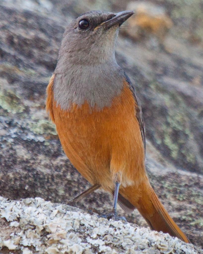 Forest Rock-Thrush Photo by Sue Wright