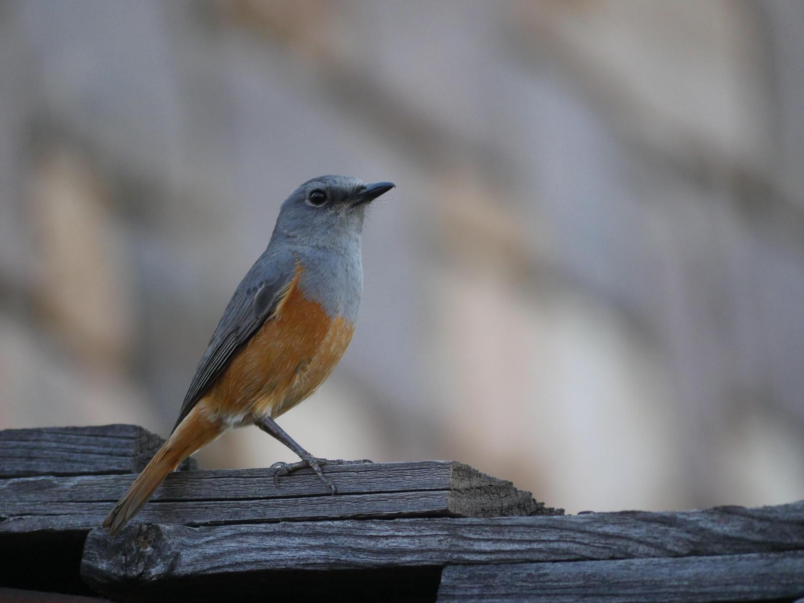 Forest Rock-Thrush Photo by Peter Lowe