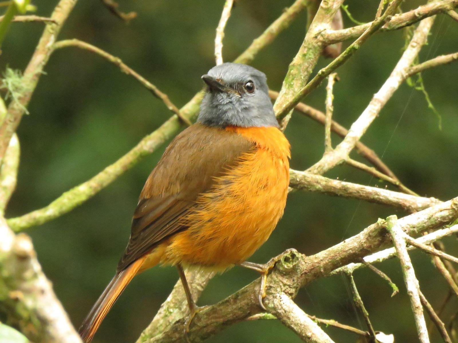 Forest Rock-Thrush Photo by Cyndee Pelt