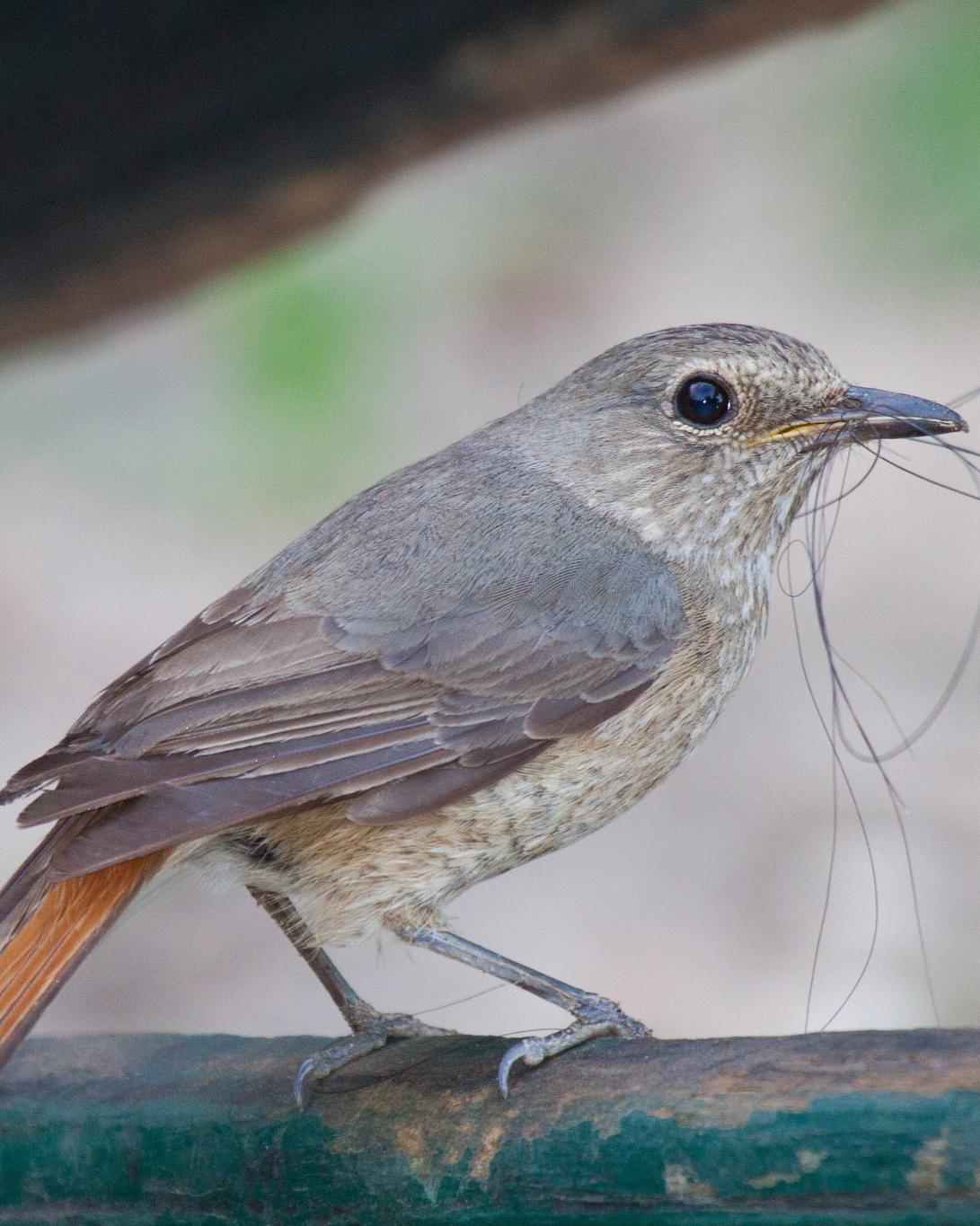 Forest Rock-Thrush Photo by Sue Wright