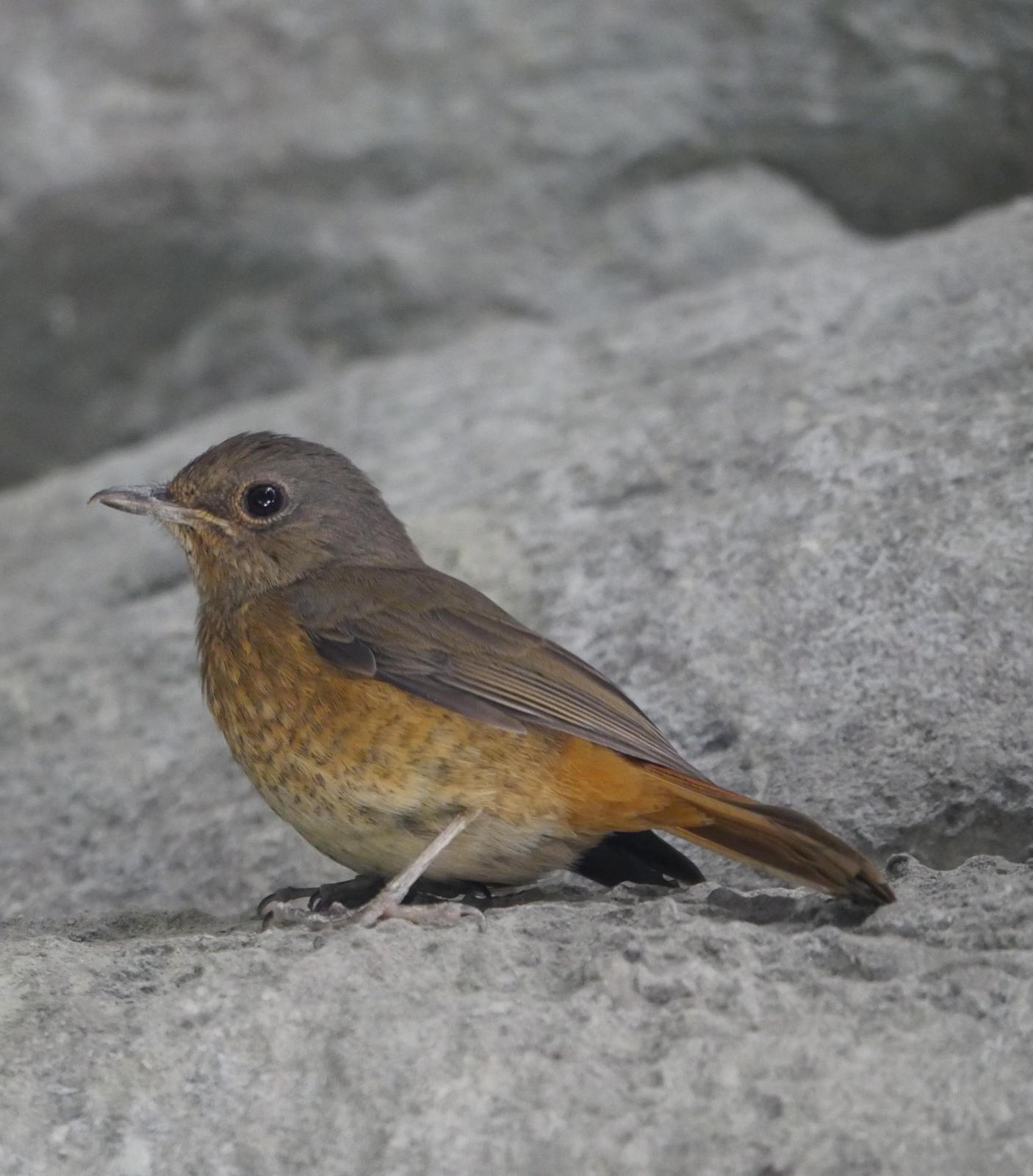 Forest Rock-Thrush Photo by Peter Lowe