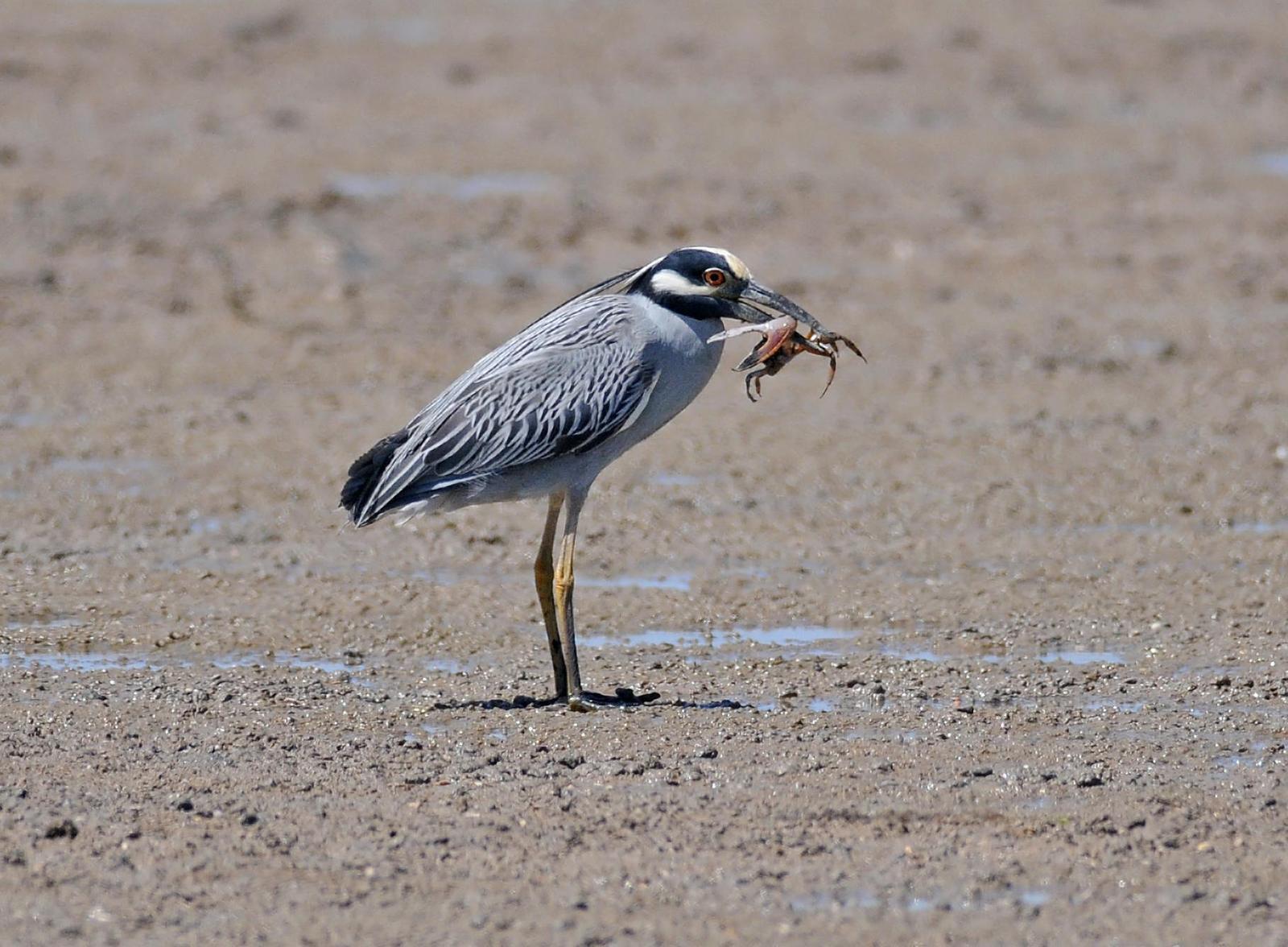 Yellow-crowned Night-Heron (Yellow-crowned) Photo by Steven Mlodinow