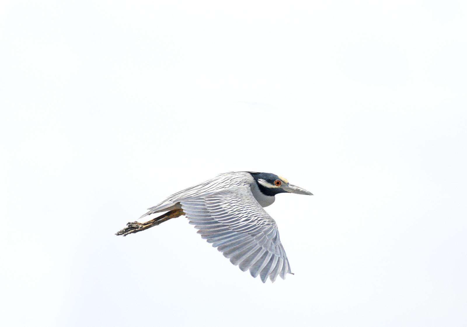 Yellow-crowned Night-Heron (Yellow-crowned) Photo by Steven Mlodinow