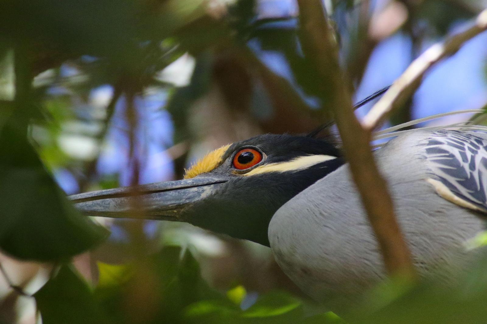 Yellow-crowned Night-Heron (Yellow-crowned) Photo by Tom Ford-Hutchinson