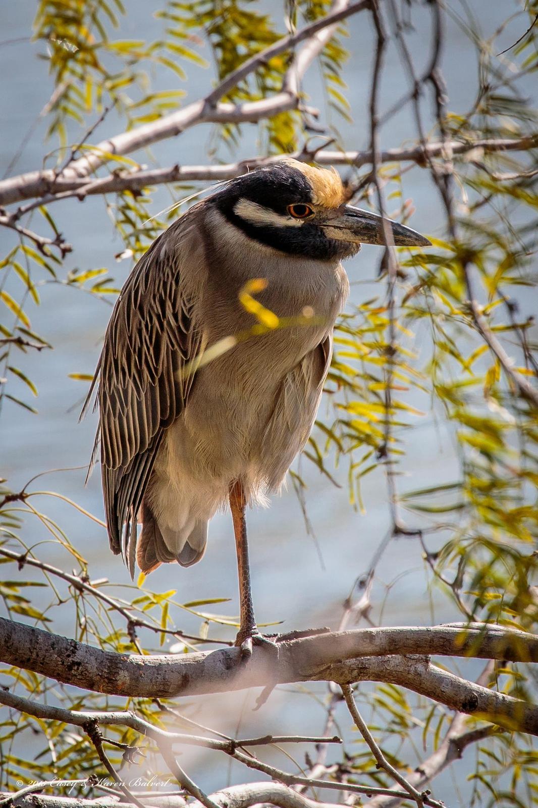 Yellow-crowned Night-Heron (Yellow-crowned) Photo by Casey Balvert