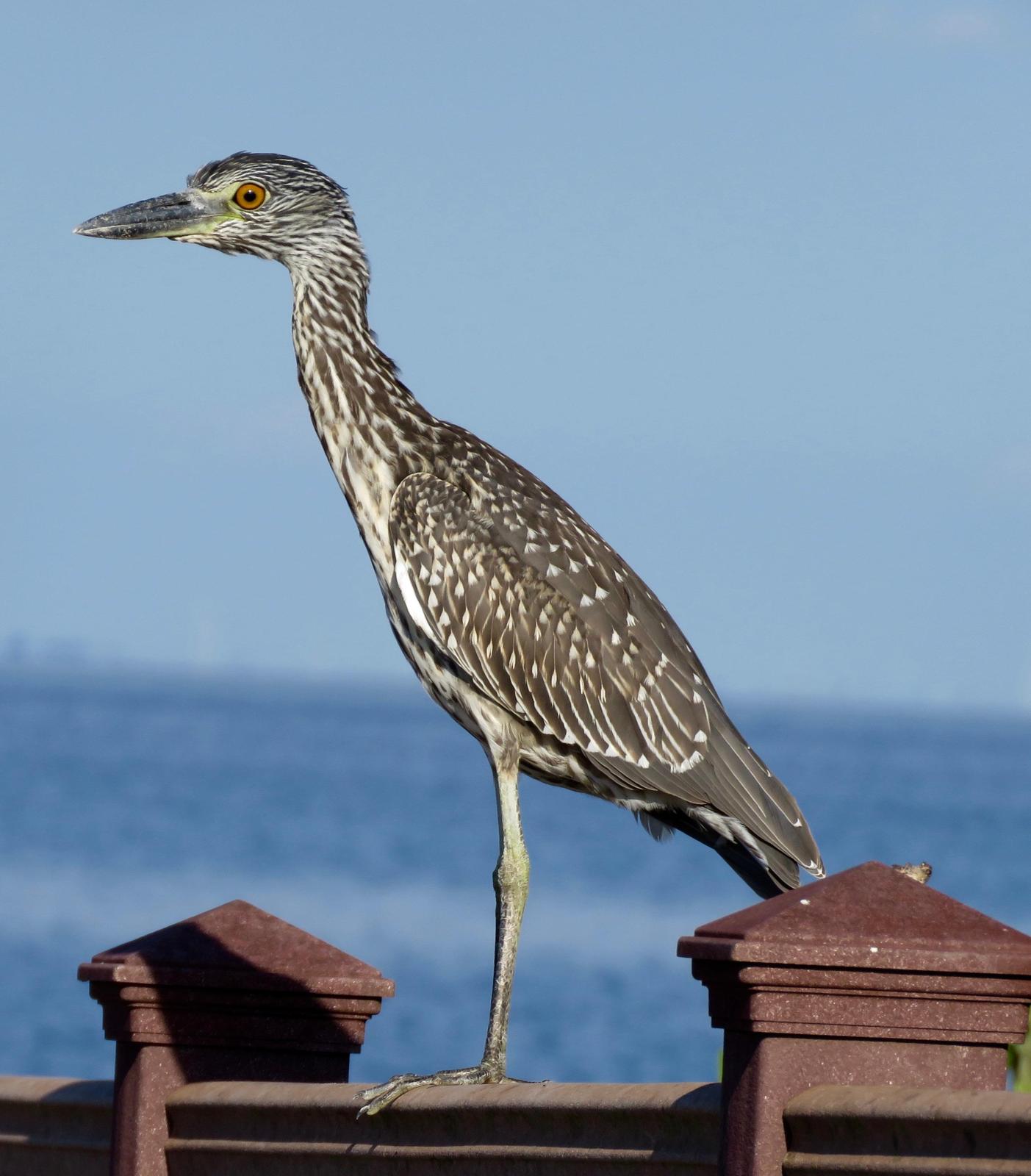 Yellow-crowned Night-Heron (Yellow-crowned) Photo by Don Glasco